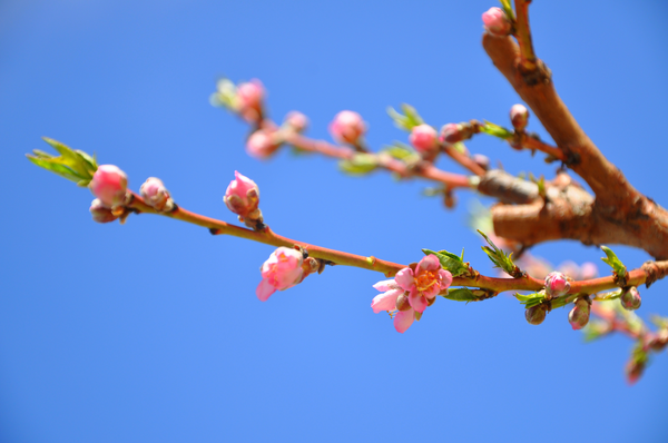 Avant Vineyards logo