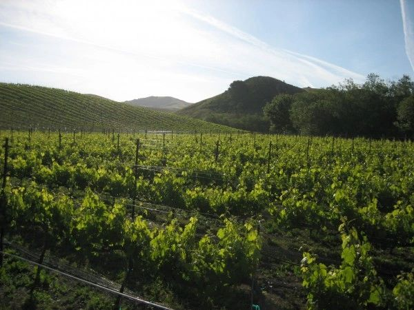 Bassetti Vineyards logo