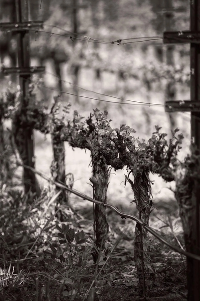 Homage Vineyard logo