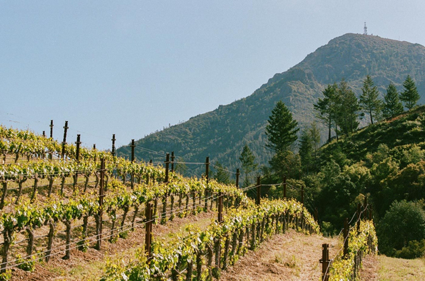 Peter Michael Winery logo