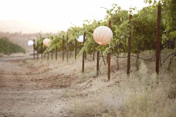 Szabo Vineyards logo