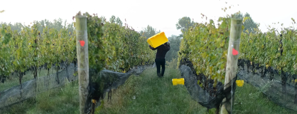 The Vineyards at Dodon logo